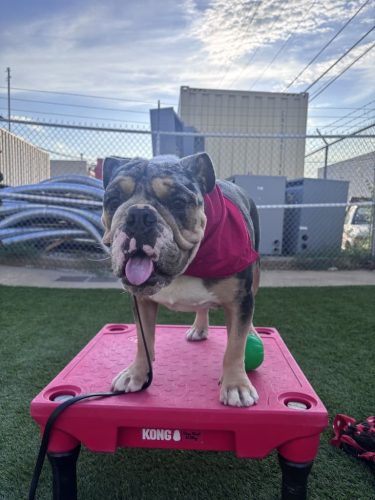 Dog-Training-Tulsa-73