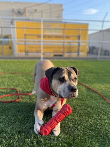 Dog-Training-Tulsa-73