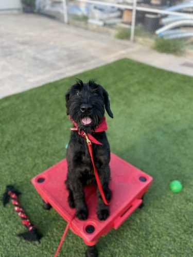 Dog-Training-Tulsa-74