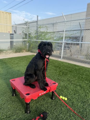 Dog-Training-Tulsa-76