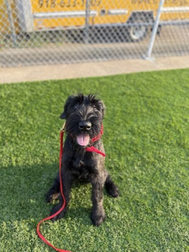 Dog-Training-Tulsa-77