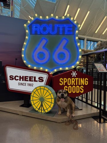 Dog-Training-Tulsa-80