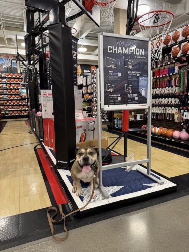 Dog-Training-Tulsa-81