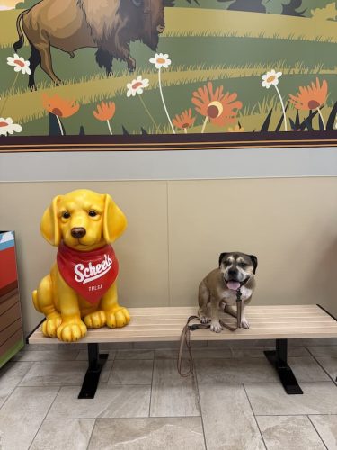 Dog-Training-Tulsa-82