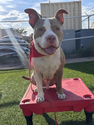 Dog-Training-Tulsa-85