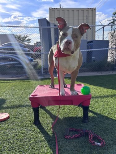 Dog-Training-Tulsa-87