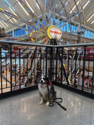 Dog-Training-Tulsa-88