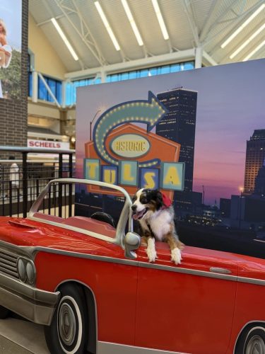 Dog-Training-Tulsa-91