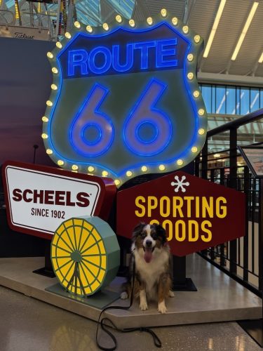 Dog-Training-Tulsa-92