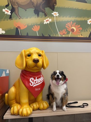 Dog-Training-Tulsa-93