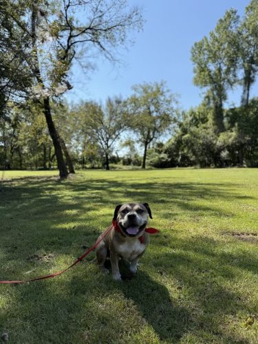 Dog-Training-Tulsa-94