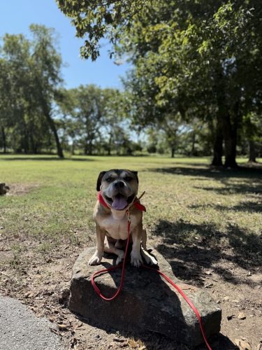 Dog-Training-Tulsa-95