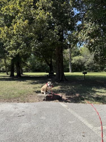 Dog-Training-Tulsa-96