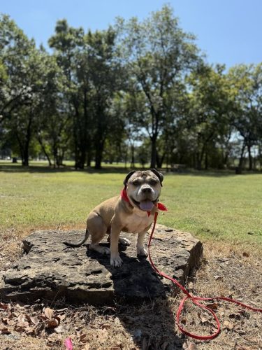 Dog-Training-Tulsa-97