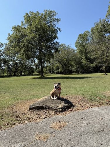 Dog-Training-Tulsa-98