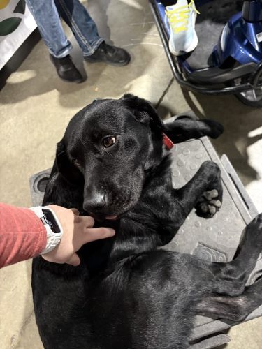 Dog-Training-Tulsa-Make-Your-Dog-Epic-Dog-Training-Tulsa-226