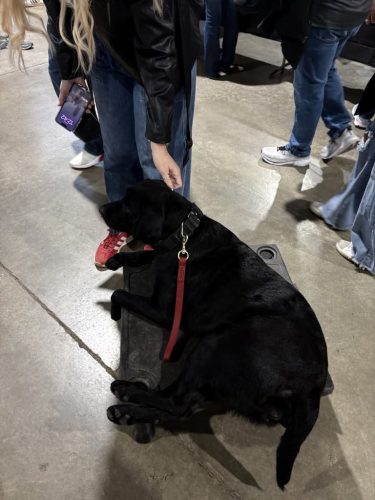 Dog-Training-Tulsa-Make-Your-Dog-Epic-Dog-Training-Tulsa-230