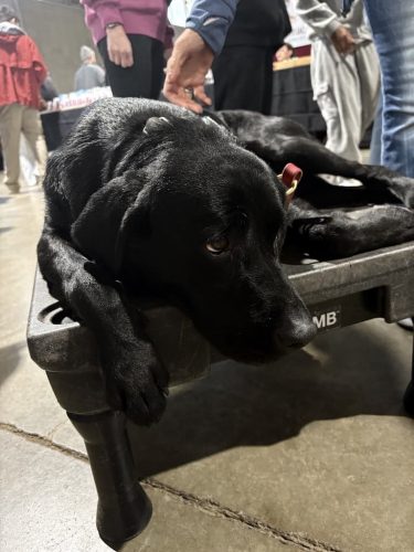 Dog-Training-Tulsa-Make-Your-Dog-Epic-Dog-Training-Tulsa-231