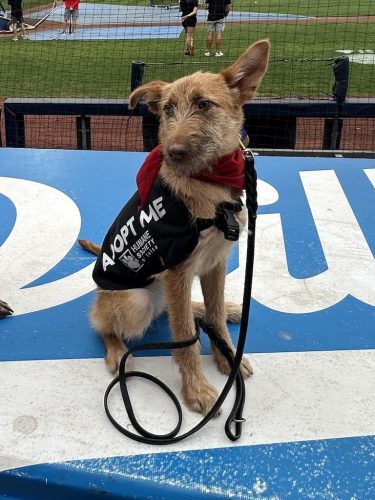 Tulsa-Dog-Training-356