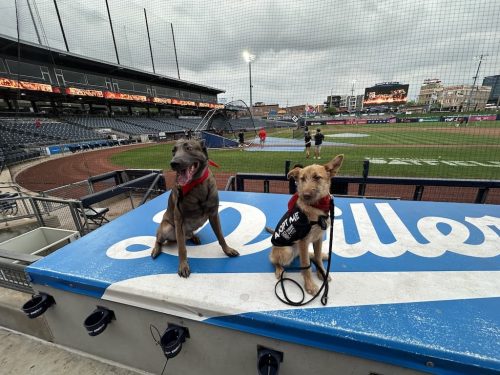 Tulsa-Dog-Training-357