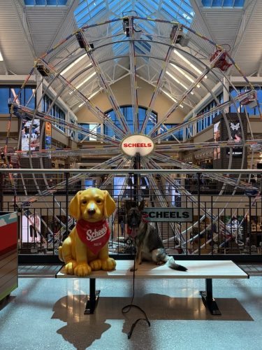 Tulsa-Dog-Training-389