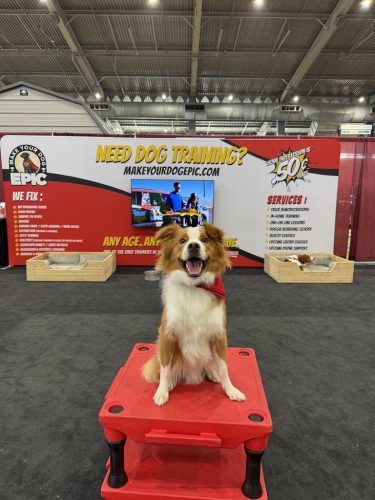 dog-training-tulsa-Dog-Trick-Show-3