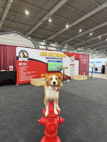 dog-training-tulsa-Dog-Trick-Show-4