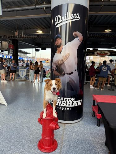 tulsa-dog-training-events-Dog-Trick-Show-424